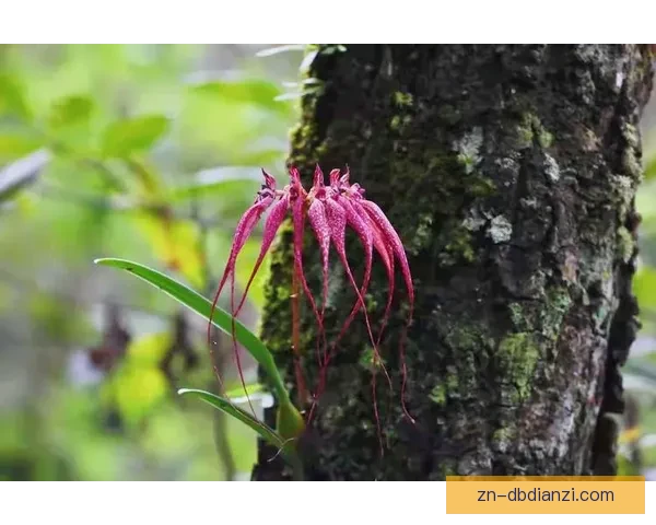 客场虫：异乡精灵的生存密码